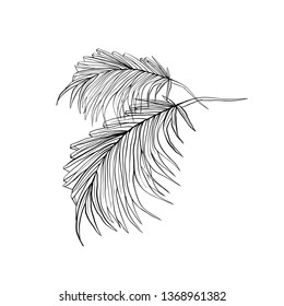 Palm tree leaves hand drawn vector illustration. Exotic plant ink pen sketch. Tropical split leaves outline drawing. Jungle, rainforest flora. Coconut frond. Botanical isolated design element