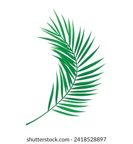 Palm tree leaves isolated on white background vector illustration.