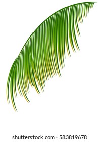 Palm tree leaves isolated on a white background