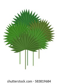 Palm tree leaves isolated on a white background