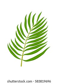 Palm tree leaves isolated on a white background