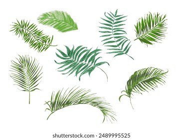 palm tree leaves - isolated, vector graphic