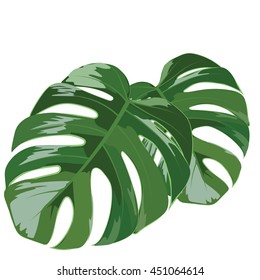 Palm tree leaves isolated Vector. Exotic background