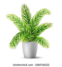 Palm Tree Leaves In A Pot. A Plant For Decorating An Interior Of A House Or An Office. Vector Realistic Illustration.