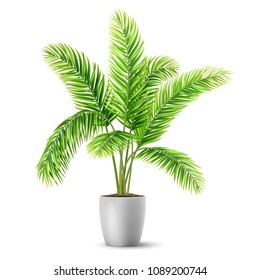 Palm Tree Leaves In A Pot. A Plant For Decorating An Interior Of A House Or An Office. Vector Realistic Illustration.