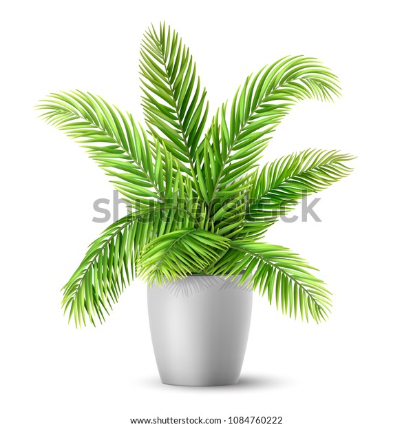 Palm Tree Leaves Pot Plant Decorating Stock Vector Royalty Free