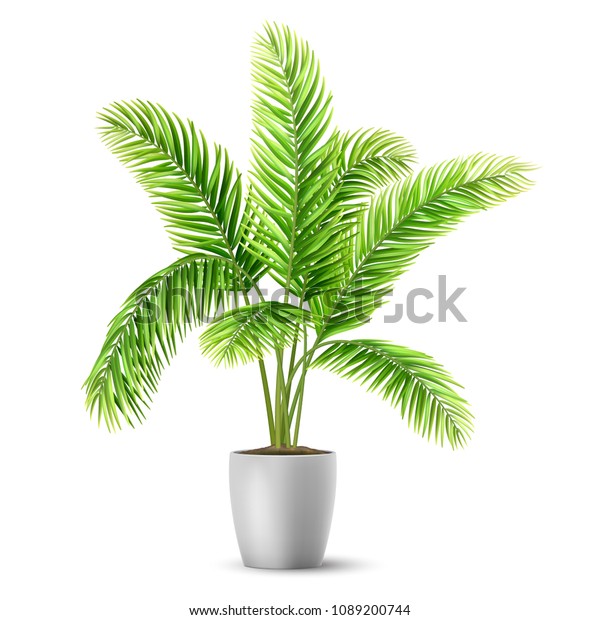 Palm Tree Leaves Pot Plant Decorating Royalty Free Stock Image