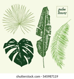 Palm Tree Leaves Set