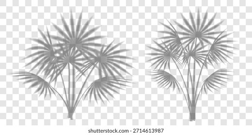 Palm tree leaves shadow, tropic plant overlay on transparent bg. Summer beach light effect, sun shade vector branch texture. Abstract floral sunlight, foliage silhouette on wall. Product gobo mockup