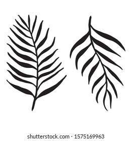 Palm tree leaves silhouette isolated on a white background. Vector
