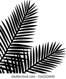 Palm tree leaves silhouette vector, isolated on white background, holiday and nature concept, fill with black color, palm trees leaf shadow, symbol idea, side view