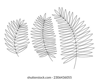 Palm tree leaves sketches set. Vector palm tree leaves doodle set