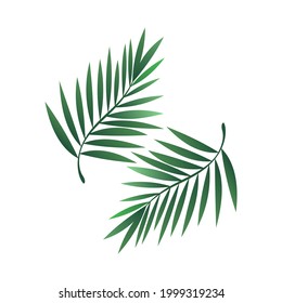 Palm tree leaves symbol vector isolated on white background , illustration Vector EPS 10