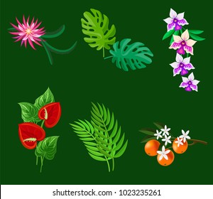 Palm tree leaves and tropical plants. Junglee leaf and flower.