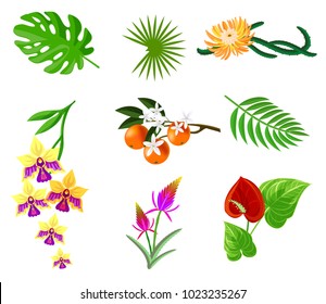 Palm tree leaves and tropical plants. Junglee leaf and flower.