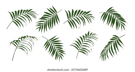 Palm tree leaves vector set. Palm tree branches in different positions. Coconut palm leaf isolated on white background. 