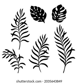 Palm tree and monstera leaves. Hand drawn vector silhouette illustrations
