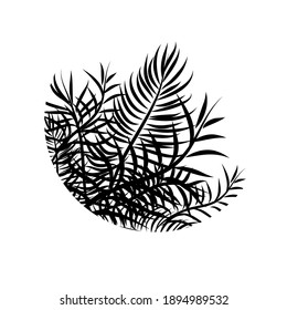 Palm tree object. Vector illustration. Logo palm.