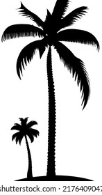 palm tree on the beach
