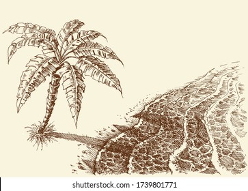 Palm tree on a beach hand drawing. Sea shore seen from above