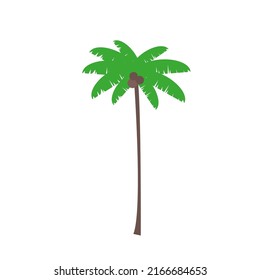 palm tree on isolated white background