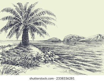 Palm tree on sea shore vector hand drawing