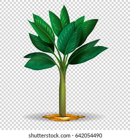 Palm tree on transparent background illustration