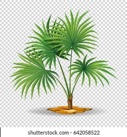 Palm Tree On Transparent Background Illustration