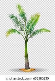 Palm Tree On Transparent Background Illustration