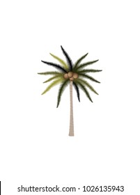 Palm tree on white background