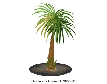 Palm tree on a white background