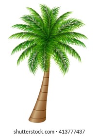 Palm tree on a white background