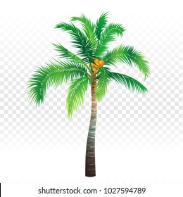 Palm tree on white and transparent background