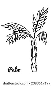 Palm tree outline vector illustration. Cartoon doodle tree, Evergreen tropical palm. Isolated south holiday beach symbol for card, sale poster, illustration,  book design.