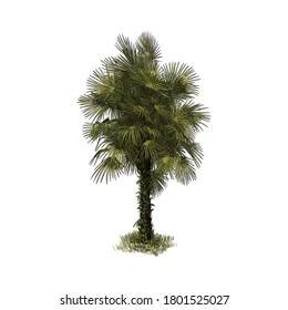 Palm tree, plant colour vector illustration. Hand drawn sketch drawing. Exotic tropic palm background.