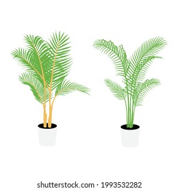 Palm tree plant in white pot isolated on white background. Vector