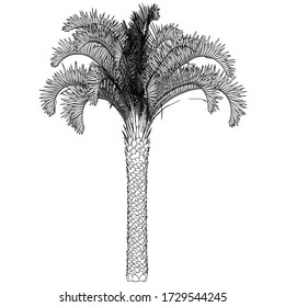 Ilustración de líneas poligonales en el árbol de palmas. Árbol de palma vector abstracto sobre el fondo blanco