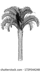 Ilustración de líneas poligonales en el árbol de palmas. Árbol de palma vector abstracto sobre el fondo blanco