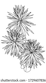 Palm tree polygonal lines illustration. Abstract vector palm tree on the white background