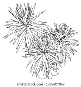 Palm tree polygonal lines illustration. Abstract vector palm tree on the white background