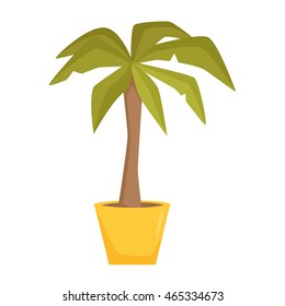 Palm tree in pot. Interior home and office plant. 