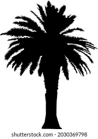 Palm tree realistic black silhouette isolated on white background. Vector