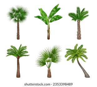 Palm tree realista. Colección de árboles exóticos colección de imágenes vectoriales decentes aisladas