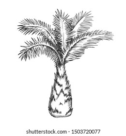 Palm Tree Sabal Minor Miami Palmetto Ink Vector. Tropical Climate Small Species Of Palm. Wild Nature Botany Plant Concept Template Hand Drawn In Vintage Style Black And White Illustration