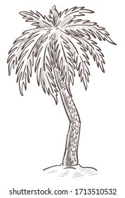 Palm tree in sand isolated sketch, wild nature botanical plant vector. Tropical species, hand drawn island flora and exotic fruits growing. Summer holidays symbol, leaves or foliage pencil drawing