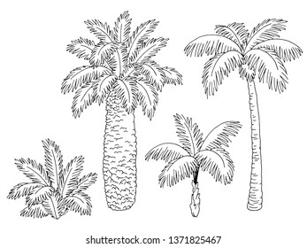 Palm tree set graphic black white isolated sketch illustration vector