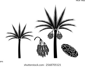 Palm tree set. Isolated palm tree on white background