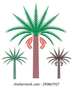 Palm tree set. Isolated palm tree on white background