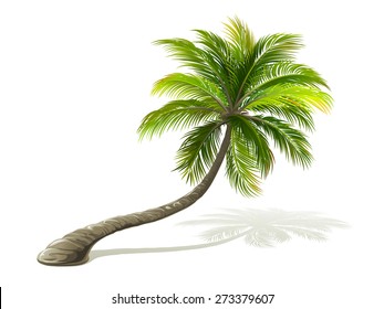 Palm tree with shadow isolated on white. Vector illustration