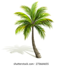 Palm tree with shadow isolated on white. Vector illustration